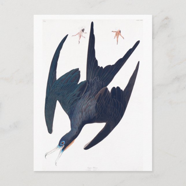 Frigate Penguin Postcard (Front)