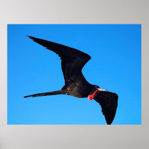 Frigatebird Close-up Poster