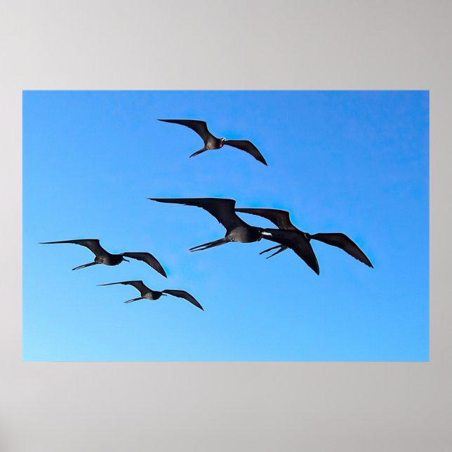 Frigatebird Flock Poster (Front)