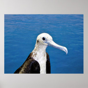 Frigatebird Portrait II Poster