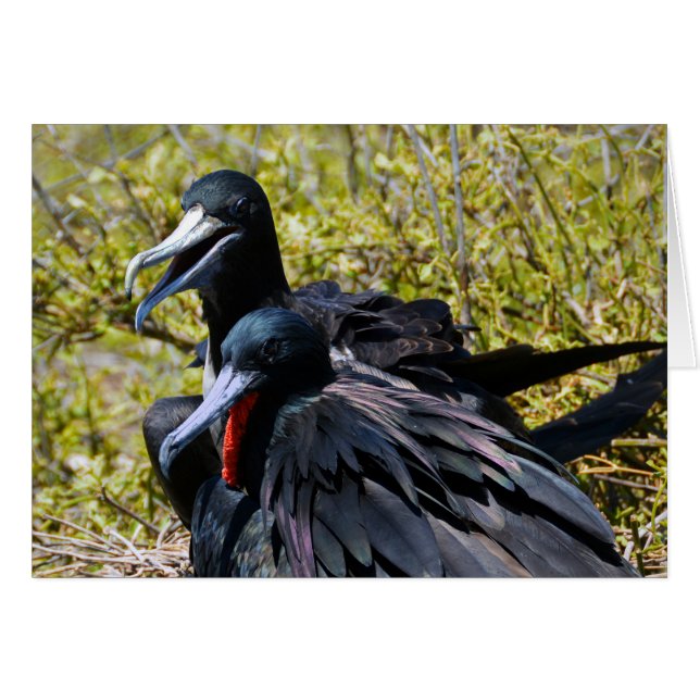 Frigatebirds in Love (Front Horizontal)