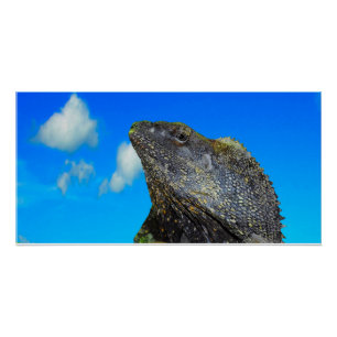 Frill necked Lizard Poster