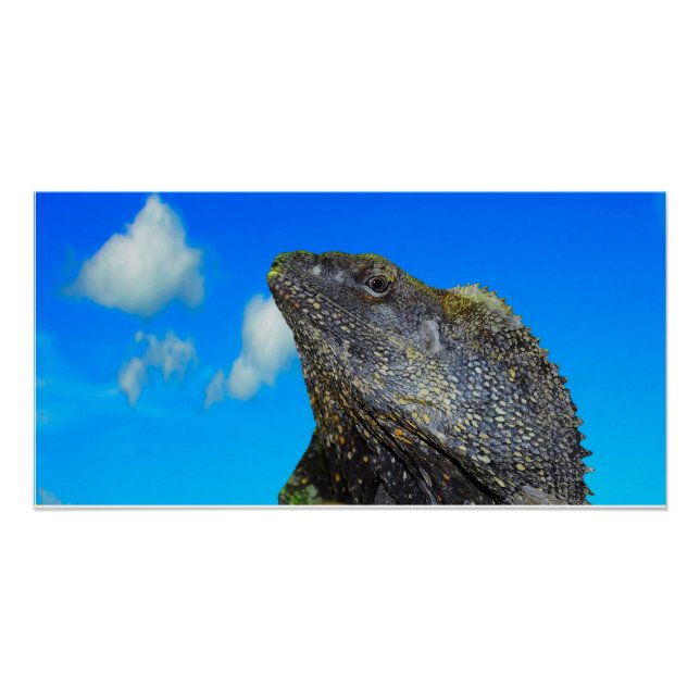 Frill necked Lizard Poster (Front)