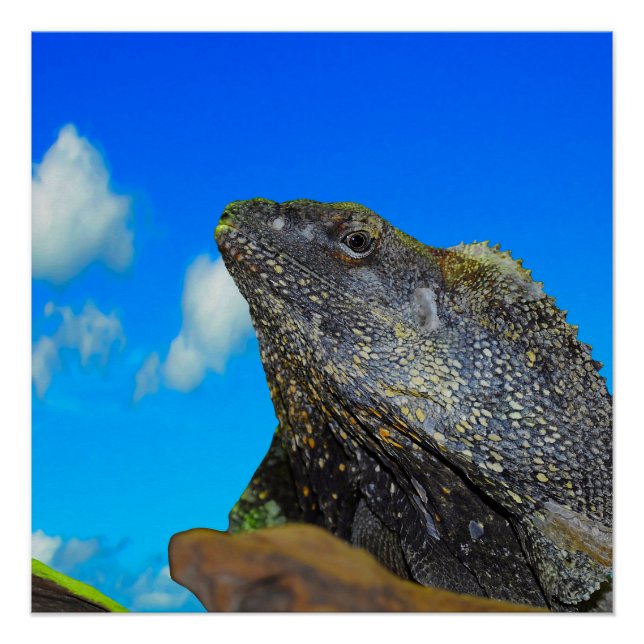 Frill necked Lizard Poster (Front)