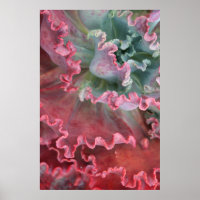 Frilled Echeveria poster