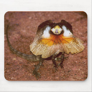 Frilled Lizard - Chlamydosaurus kingii Mouse Pad