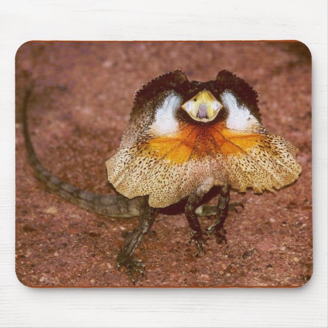 Frilled Lizard - Chlamydosaurus kingii Mouse Pad (Front)