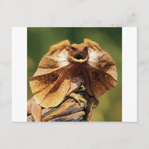 frilled lizard postcard