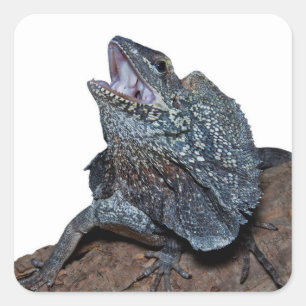 Frilled-neck lizard square sticker