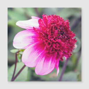 Frilly Pink and Magenta Dahlia Magnetic Card