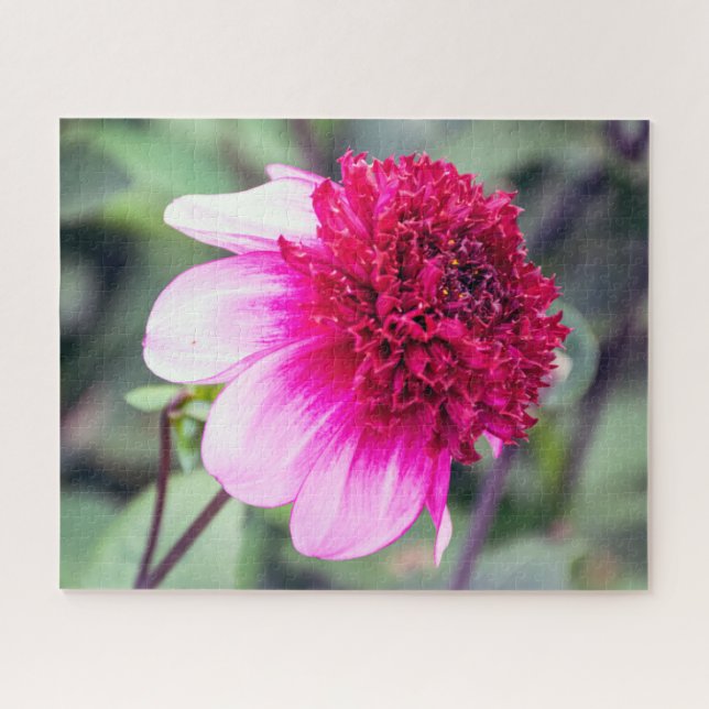 Frilly Pink and Magenta Two-Toned Dahlia Jigsaw Puzzle (Horizontal)