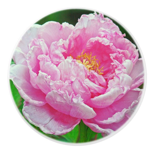 FRILLY PINK PEONY CERAMIC KNOB (Front)