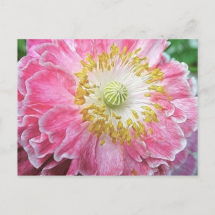 Frilly Pink Poppy Postcard