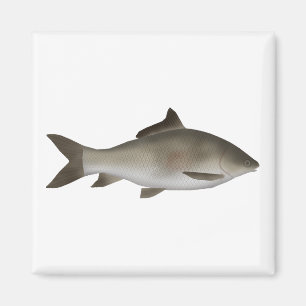 Fringed-lipped Peninsula Carp Magnet