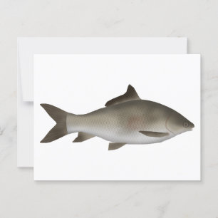 Fringed-lipped Peninsula Carp Postcard
