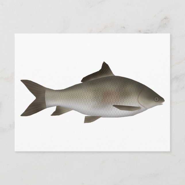 Fringed-lipped Peninsula Carp  Postcard (Front)
