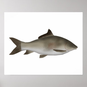 Fringed-lipped Peninsula Carp Poster