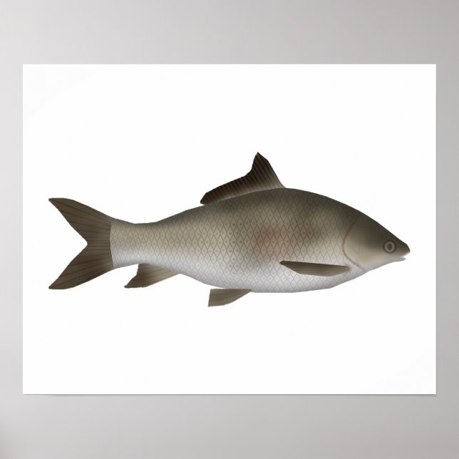 Fringed-lipped Peninsula Carp  Poster (Front)