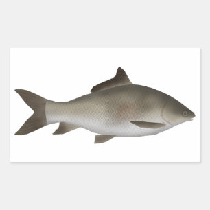Fringed-lipped Peninsula Carp Rectangular Sticker