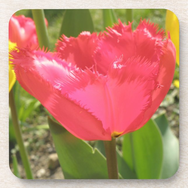 Fringed Tulips Cork Coaster (Front)