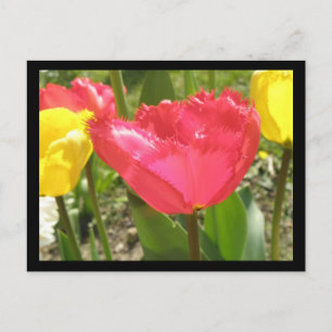 Fringed Tulips Postcard