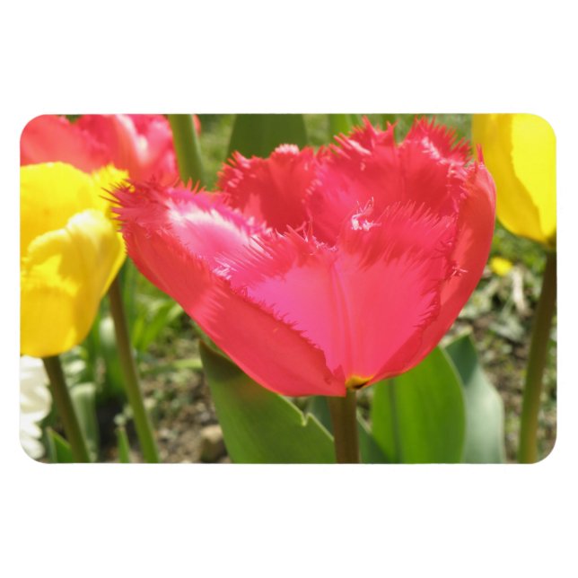Fringed Tulips Premium Magnet (Horizontal)