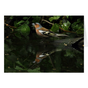 Fringilla coelebs