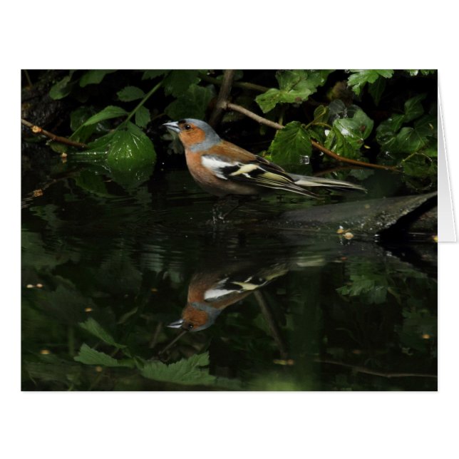 Fringilla coelebs (Front Horizontal)