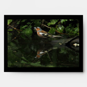 Fringilla coelebs envelopes
