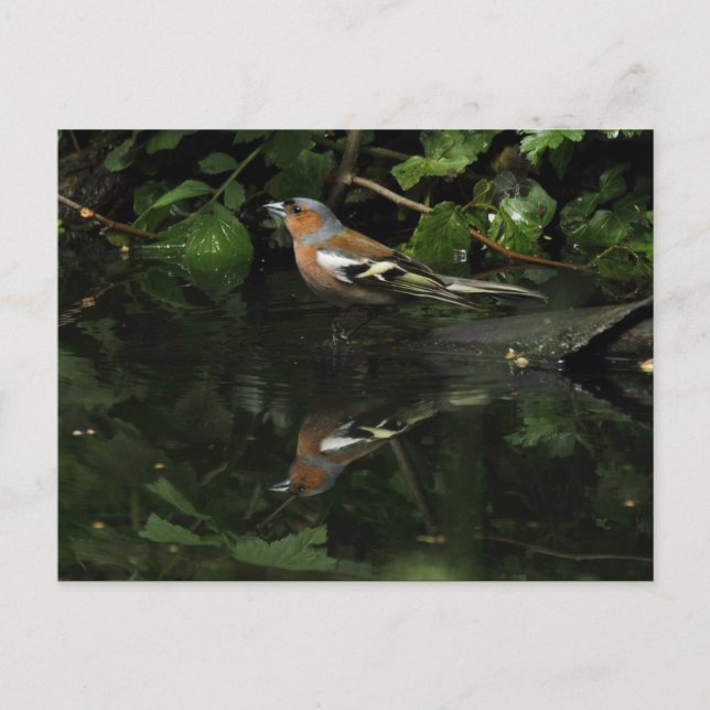 Fringilla coelebs postcard (Front)