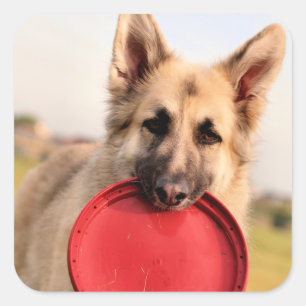 Frisbee Square Sticker