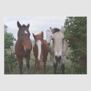 Frisky Hair: Delightful Horse Troubles,  Tissue Paper