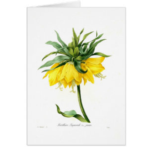 Fritillaire imperiale