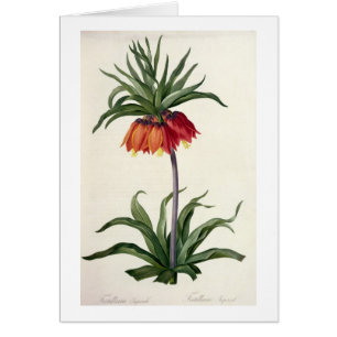 Fritillaria Imperialis from, `Les Lilacees', 1802-