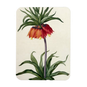 Fritillaria Imperialis from, `Les Lilacees', 1802- Magnet