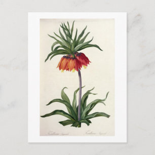 Fritillaria Imperialis from, `Les Lilacees', 1802- Postcard