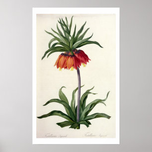 Fritillaria Imperialis from, `Les Lilacees', 1802- Poster