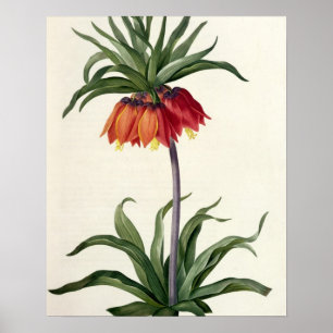 Fritillaria Imperialis from, `Les Lilacees', 1802- Poster