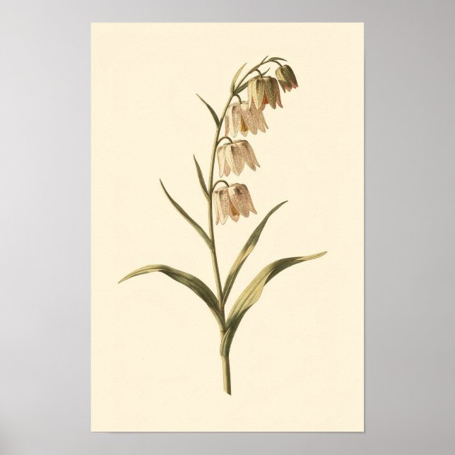 Fritillary Botanical Study | 12 × 18 Poster (Front)
