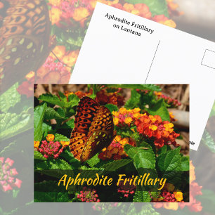 Fritillary Butterfly Lantana Flowers Photographic Postcard