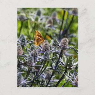 Fritillary Butterfly On Blue Thistle Postcard