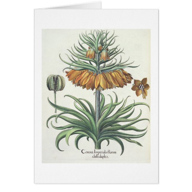 Fritillary: Corona Imperialis florum classe duplic (Front)