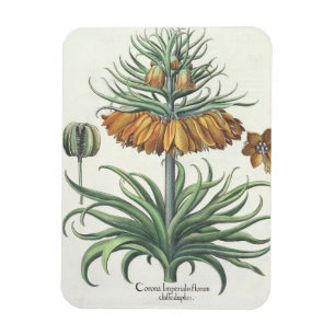 Fritillary: Corona Imperialis florum classe duplic Magnet