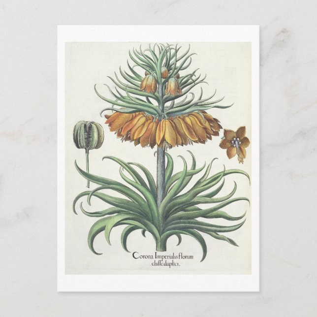 Fritillary: Corona Imperialis florum classe duplic Postcard (Front)
