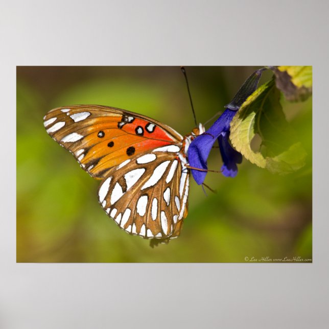 Fritillary Gulf Butterfly Embracing Flower Poster (Front)