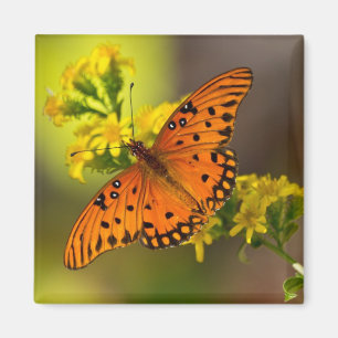 Fritillary Gulf Butterfly Gifts and Apparel Magnet