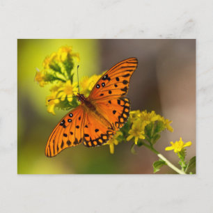 Fritillary Gulf Butterfly Gifts and Apparel Postcard