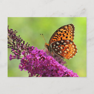 Fritillary World - Butterfly Postcard