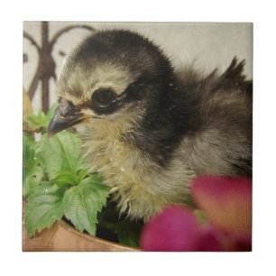 Frizzle Chick Ceramic Tile