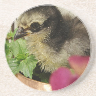 Frizzle Chick Coaster